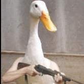 Pomogator