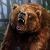 Grizzly_bear2